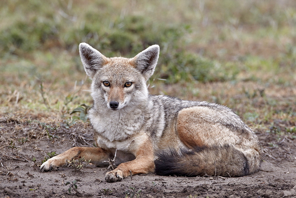 Golden jackal (Canisa aureus), Serengeti National Park, Tanzania, East Africa, Africa