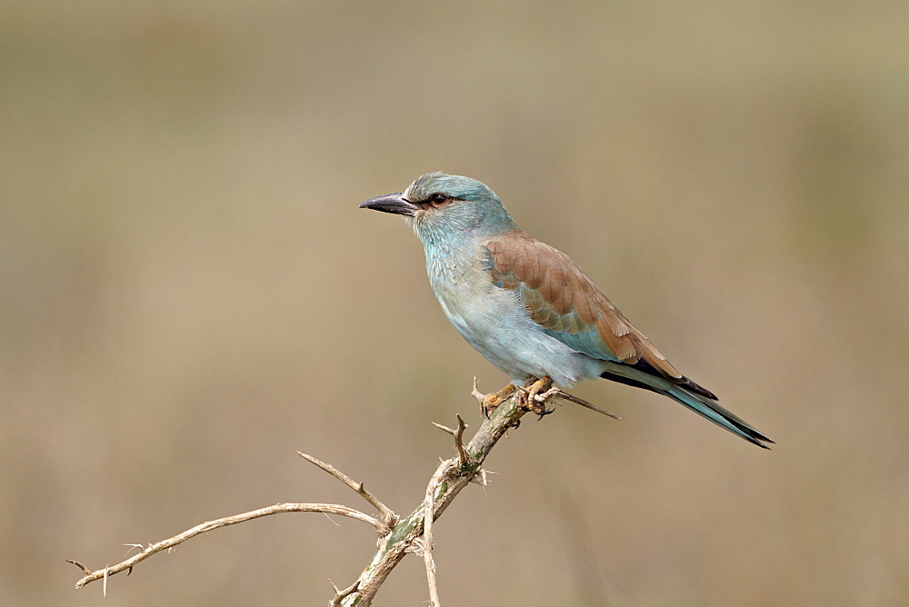 European roller (Coracias garrulus), Serengeti National Park, Tanzania, East Africa, Africa