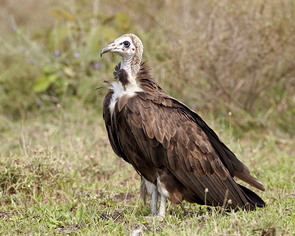 Egyptian vulture (Neophron percnopterus), Serengeti National Park, Tanzania, East Africa, Africa