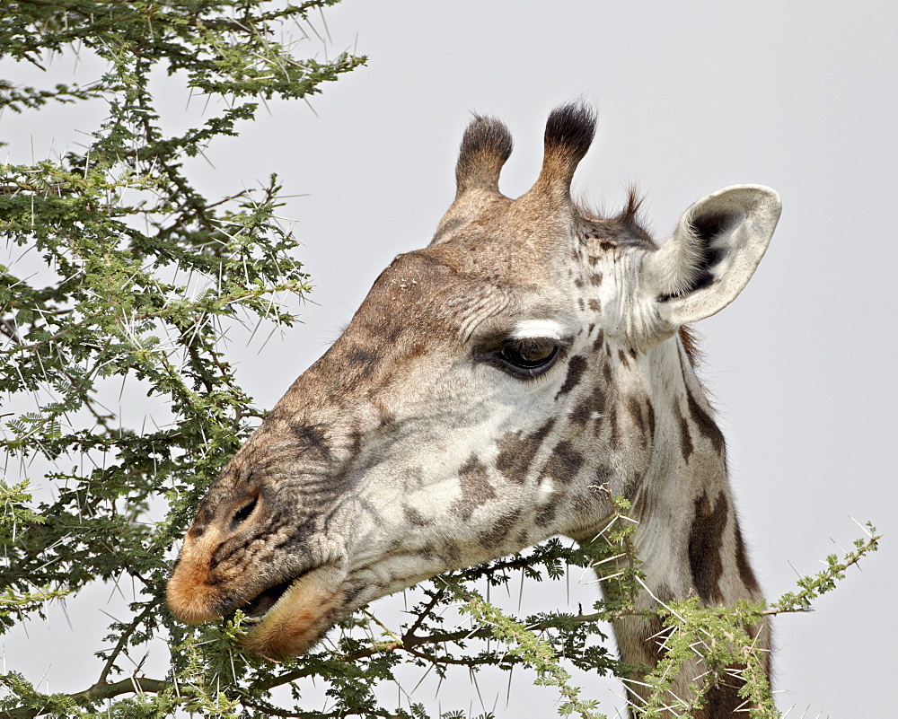 Masai giraffe (Giraffa camelopardalis tippelskirchi) eating, Serengeti National Park, Tanzania, East Africa, Africa