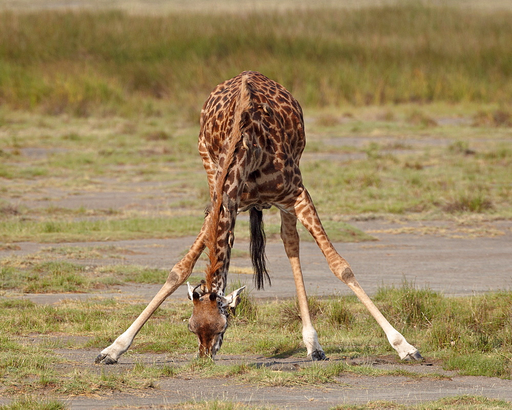 Masai giraffe (Giraffa camelopardalis tippelskirchi) drinking, Serengeti National Park, Tanzania, East Africa, Africa