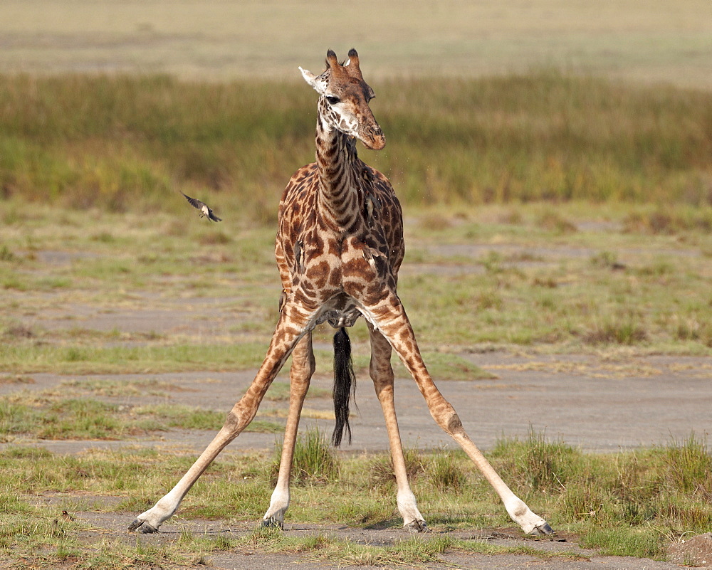 Masai giraffe (Giraffa camelopardalis tippelskirchi) drinking, Serengeti National Park, Tanzania, East Africa, Africa