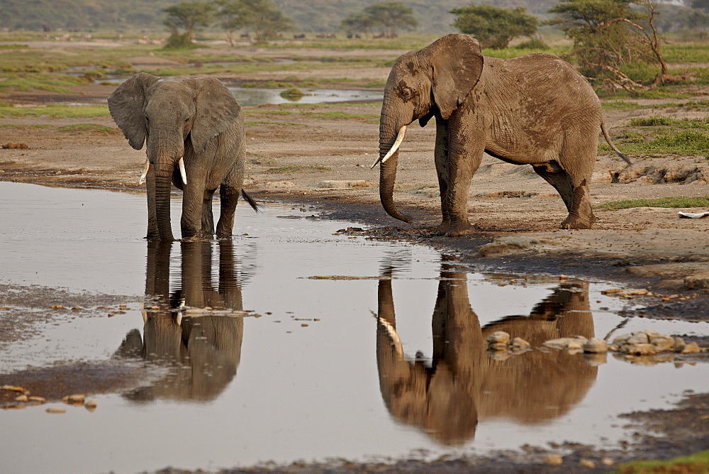 Two African elephant (Loxodonta africana) drinking, Serengeti National Park, Tanzania, East Africa, Africa