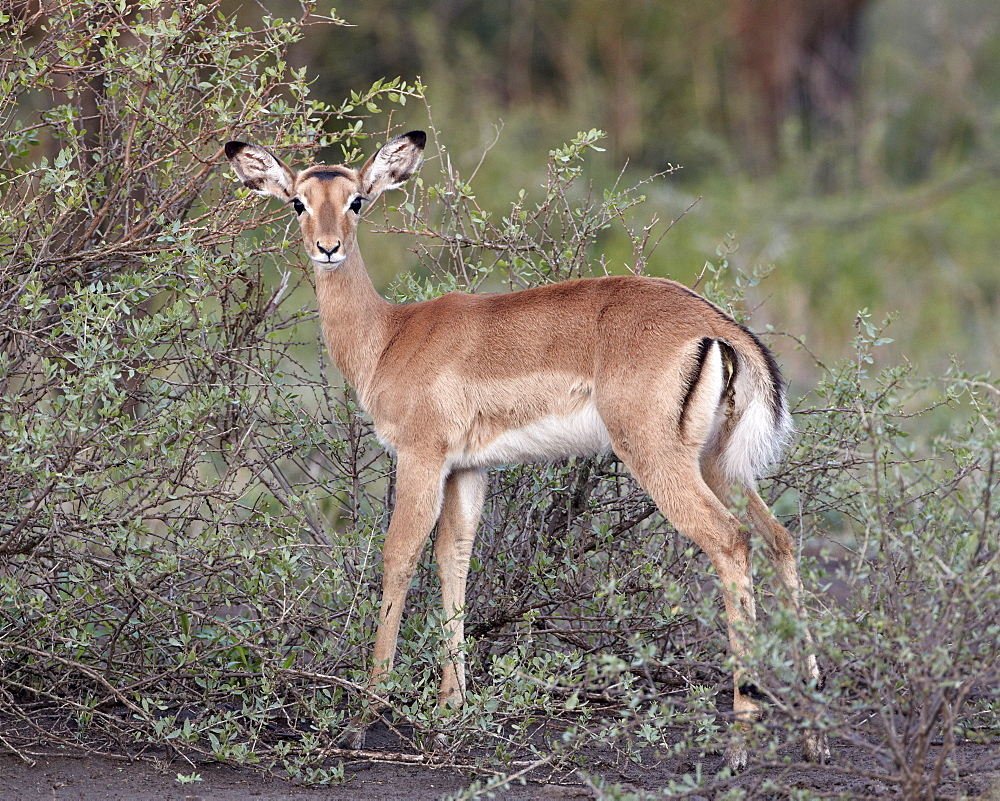 Female impala (Aepyceros melampus), Serengeti National Park, Tanzania, East Africa, Africa