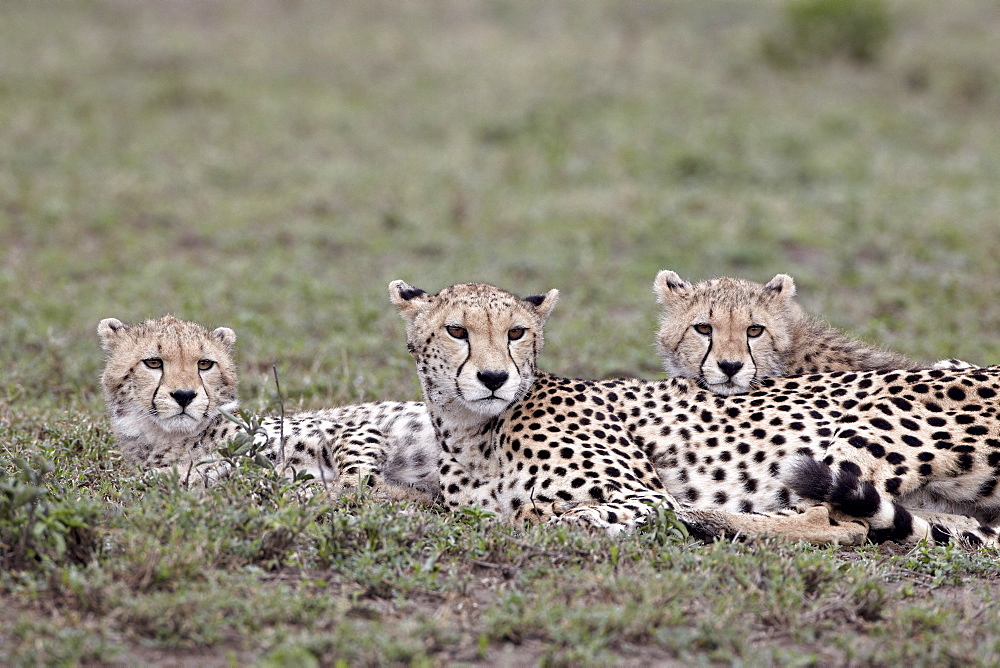 Cheetah (Acinonyx jubatus) mother and two cubs, Serengeti National Park, Tanzania, East Africa, Africa