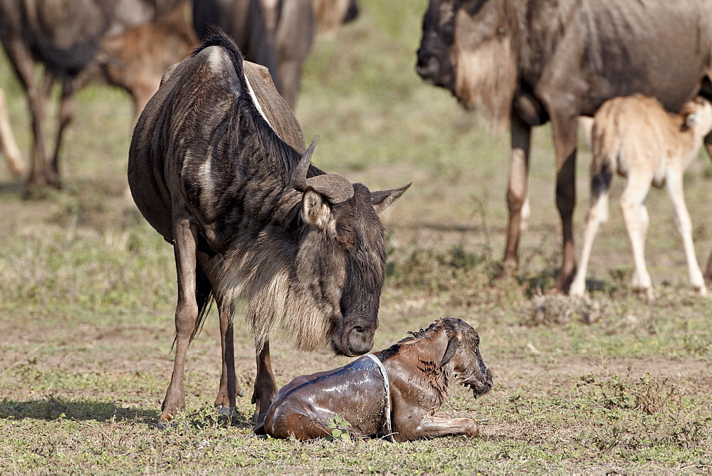 Newborn blue wildebeest (brindled gnu) (Connochaetes taurinus), Serengeti National Park, Tanzania, East Africa, Africa