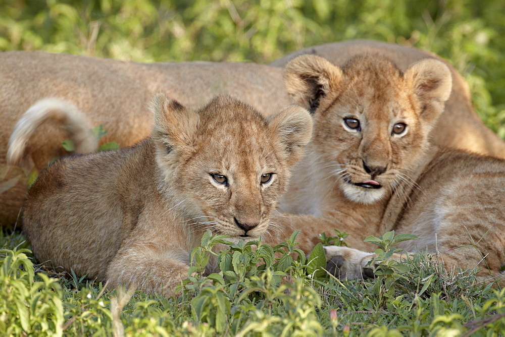 Two young lion (Panthera leo) cubs, Serengeti National Park, Tanzania, East Africa, Africa