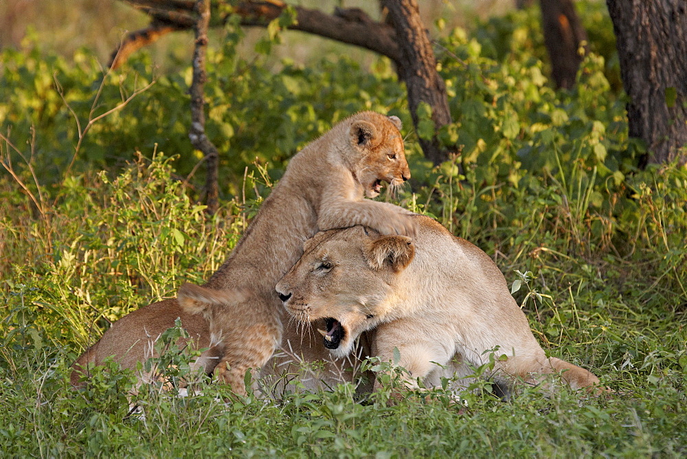 Lion (Panthera leo) cub playing on its mother, Serengeti National Park, Tanzania, East Africa, Africa