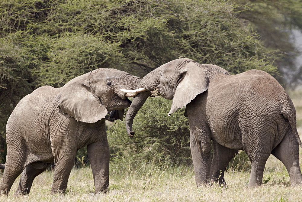 Two African elephant (Loxodonta africana) sparring, Serengeti National Park, Tanzania, East Africa, Africa