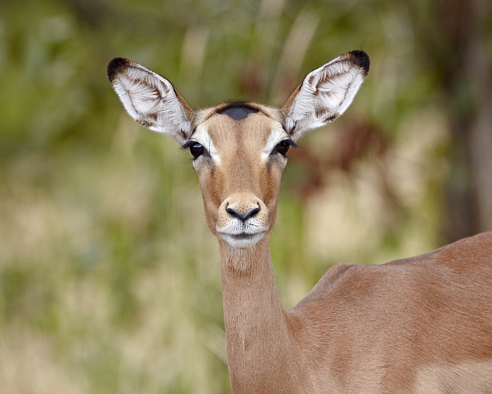 Female impala (Aepyceros melampus), Kruger National Park, South Africa, Africa