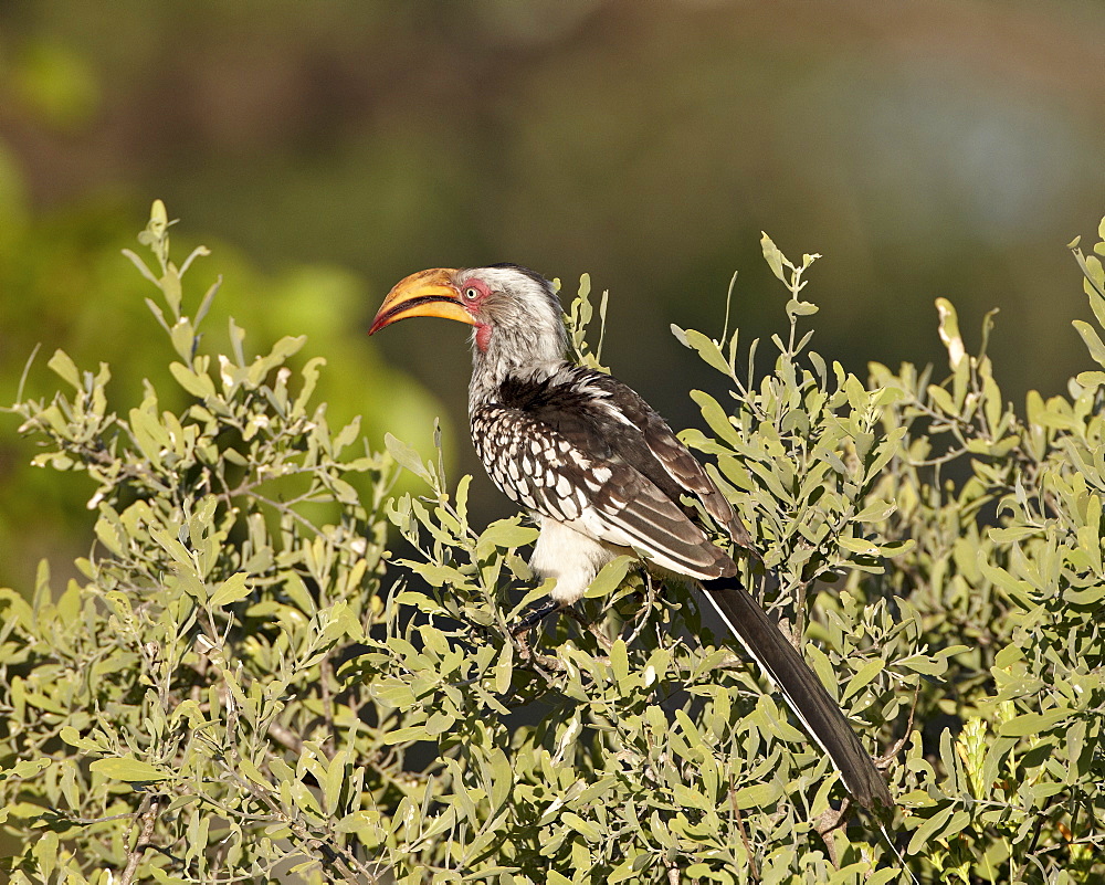 Southern yellow-billed hornbill (Tockus leucomelas), Kruger National Park, South Africa, Africa