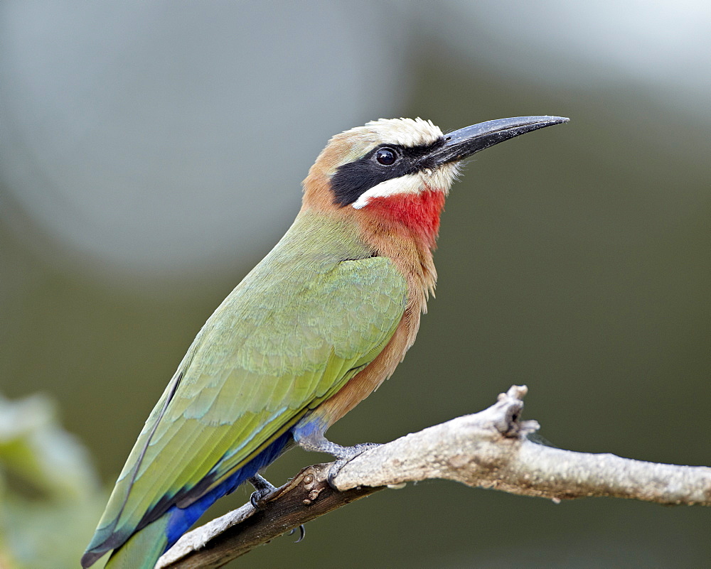 White-fronted bee-eater (Merops bullockoides), Kruger National Park, South Africa, Africa