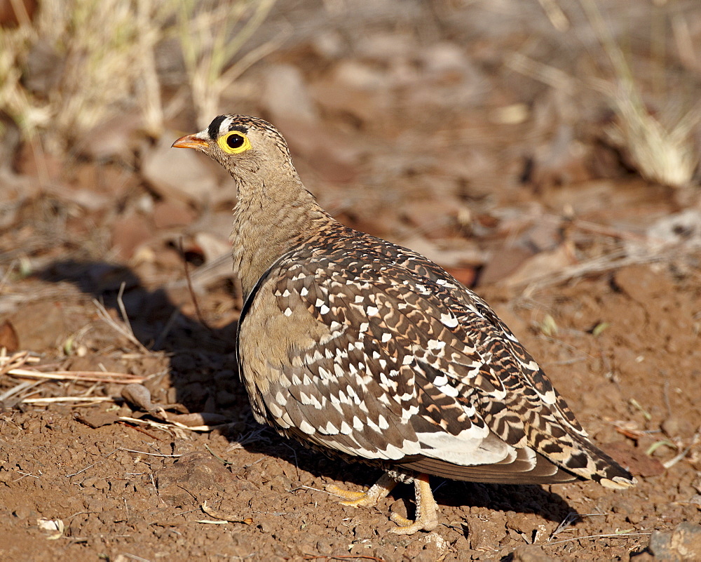 Male double-banded sandgrouse (Pterocles bicinctus), Kruger National Park, South Africa, Africa