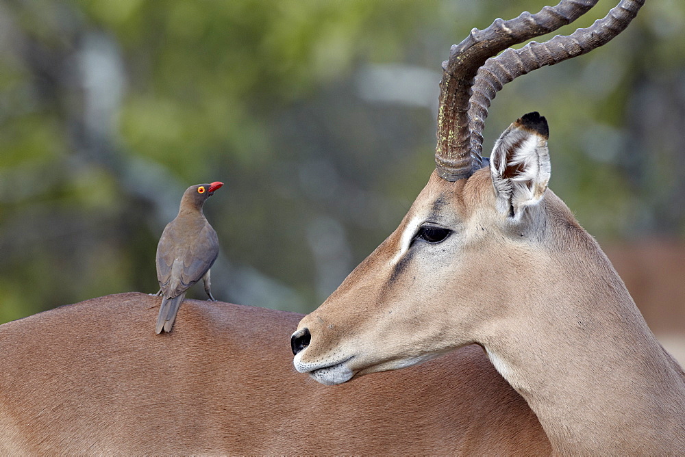 Male impala (Aepyceros melampus) with a red-billed oxpecker (Buphagus erythrorhynchus), Kruger National Park, South Africa, Africa