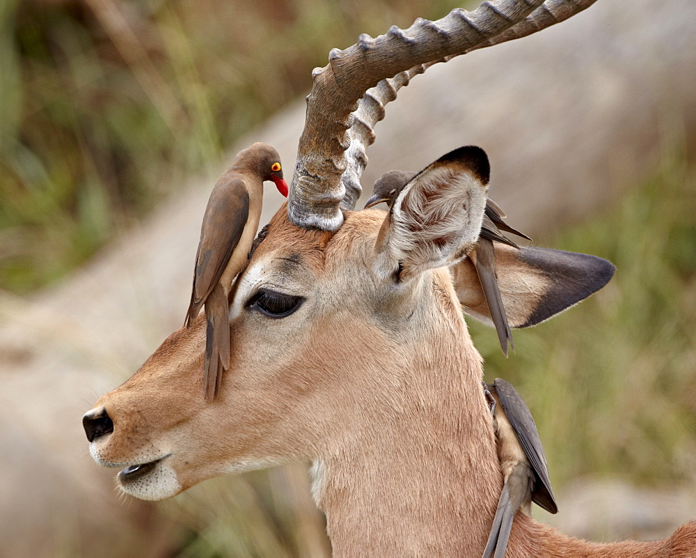 Impala (Aepyceros melampus) buck with red-billed oxpecker (Buphagus erythrorhynchus), Kruger National Park, South Africa, Africa