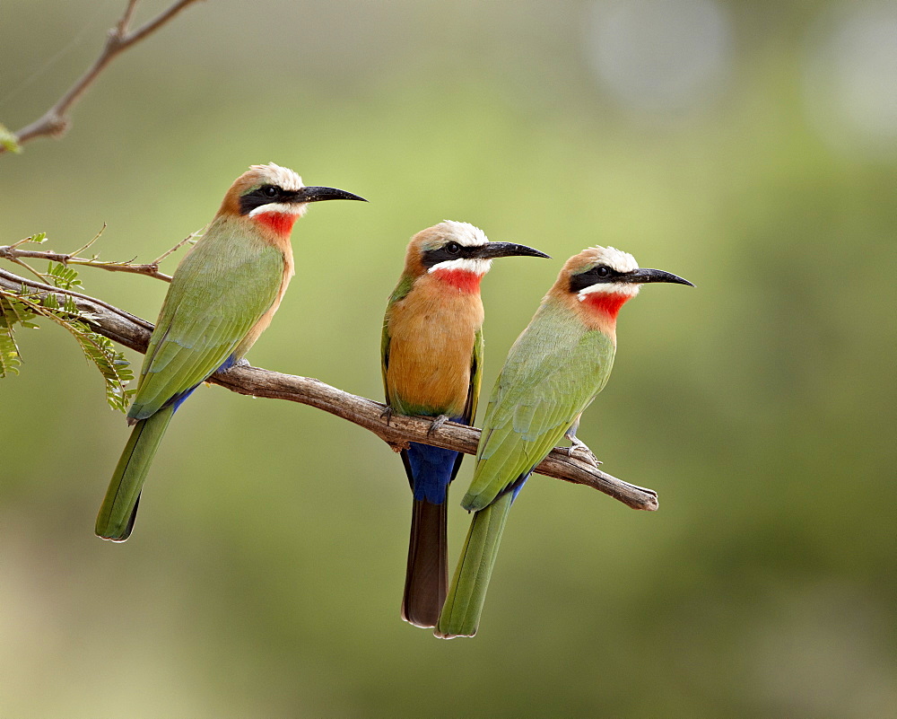 Three white-fronted bee-eaters (Merops bullockoides), Kruger National Park, South Africa, Africa