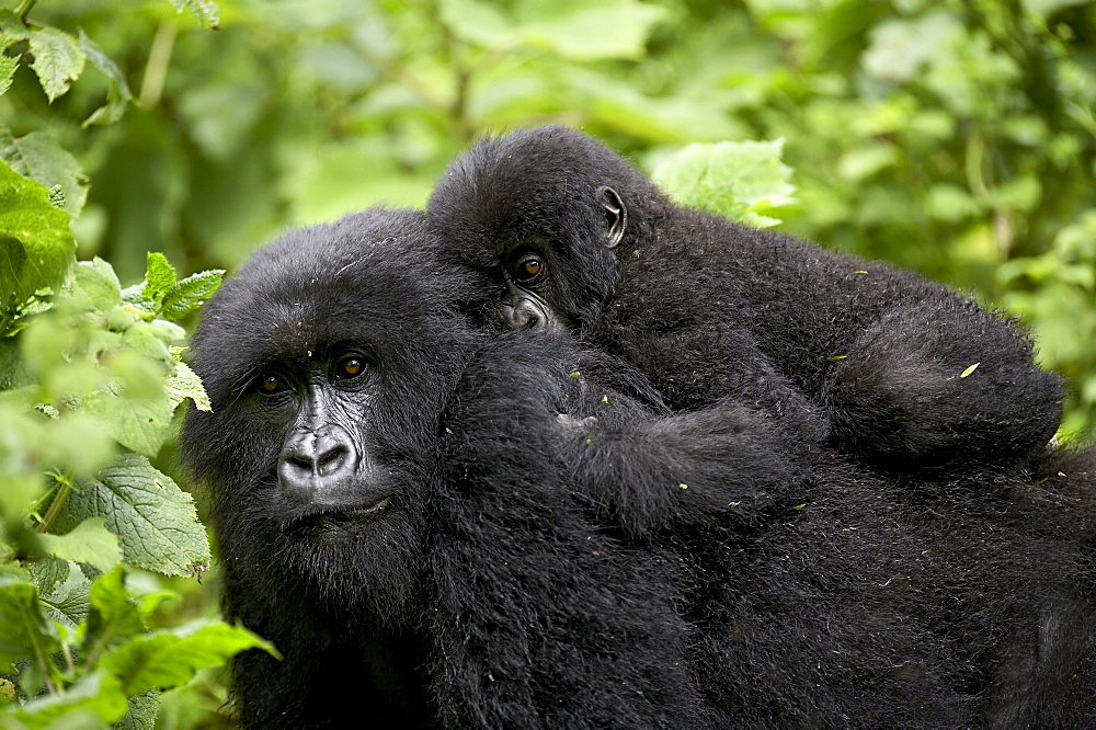 Adult female mountain gorilla (Gorilla gorilla beringei) with infant riding on her back, Amahoro A group, Volcanoes National Park, Rwanda, Africa