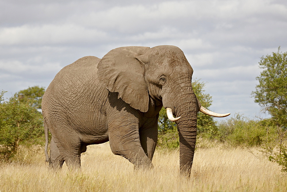 African elephant (Loxodonta africana), Kruger National Park, South Africa, Africa