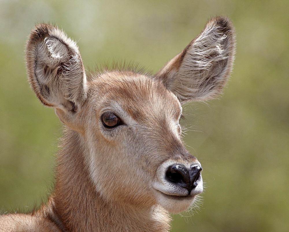 Young common waterbuck (Ellipsen waterbuck) (Kobus ellipsiprymnus ellipsiprymnus), Kruger National Park, South Africa, Africa