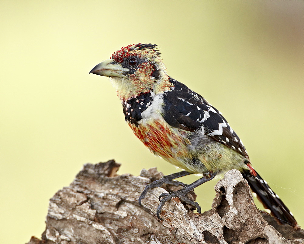 Crested barbet (Trachyphonus vaillantii), Kruger National Park, South Africa, Africa