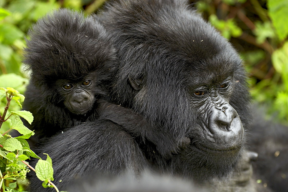 Infant mountain gorilla (Gorilla gorilla beringei) clinging to its mother's neck, Amahoro A group, Volcanoes National Park, Rwanda, Africa