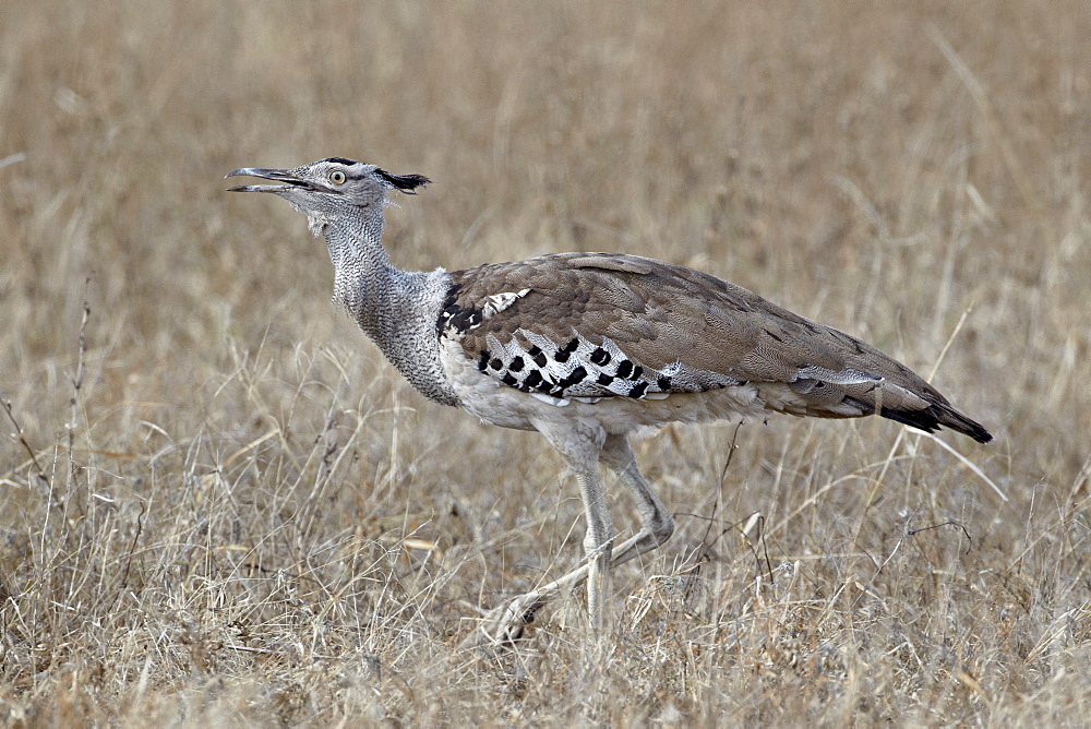 Kori bustard (Ardeotis kori), Kruger National Park, South Africa, Africa