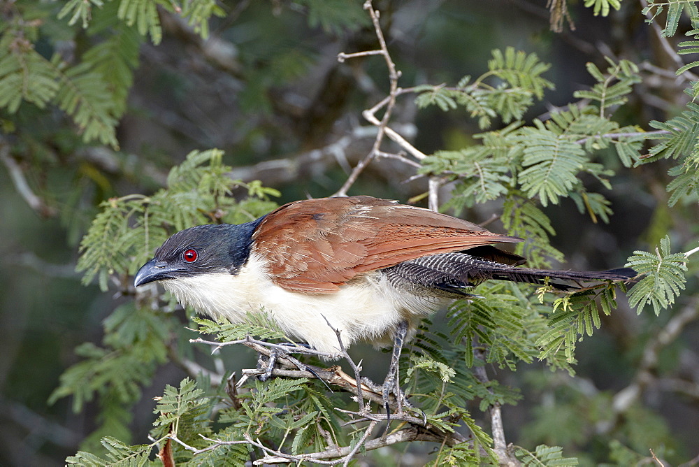 Burchell's coucal (Centropus burchellii), Kruger National Park, South Africa, Africa