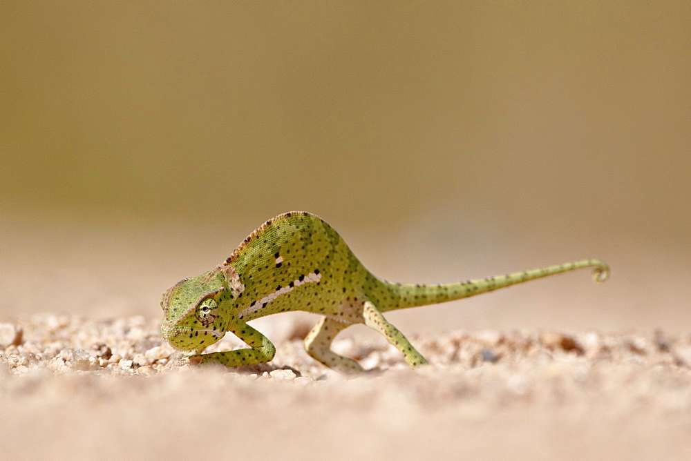 Flap-necked chameleon (Chamaeleo dilepis), Kruger National Park, South Africa, Africa