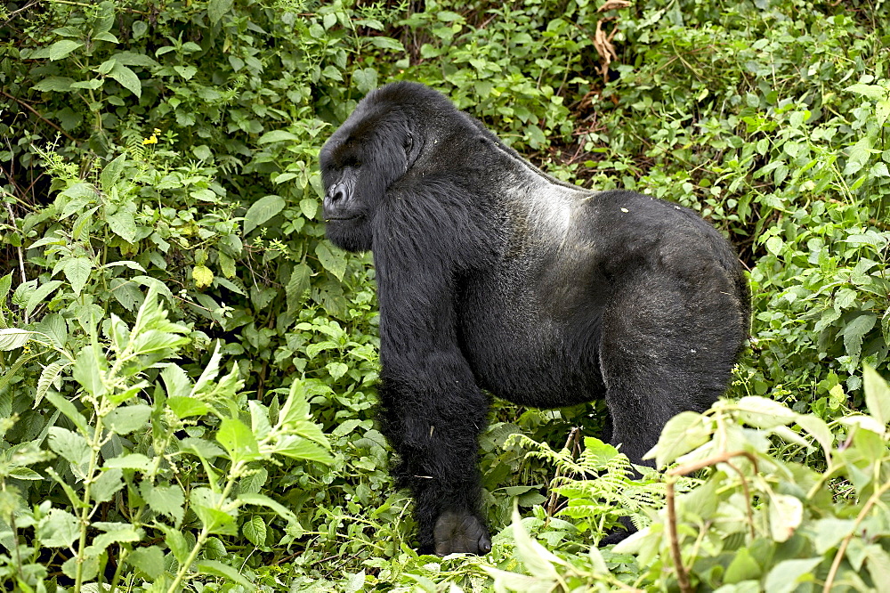 Silverback mountain gorilla (Gorilla gorilla beringei) standing in profile, Shinda group, Volcanoes National Park, Rwanda, Africa