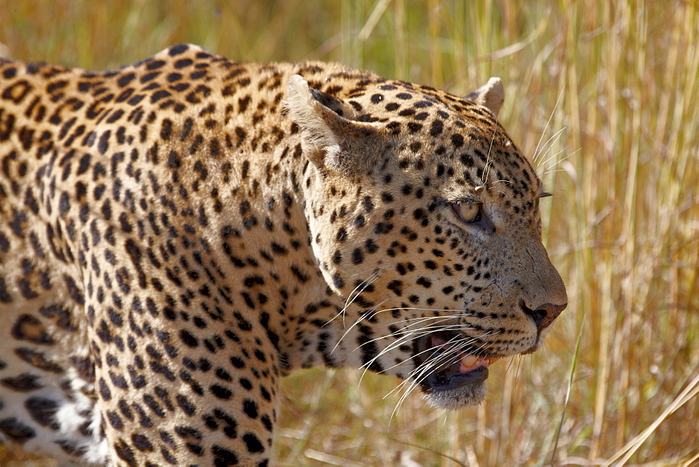 Male leopard (Panthera pardus), Kruger National Park, South Africa, Africa