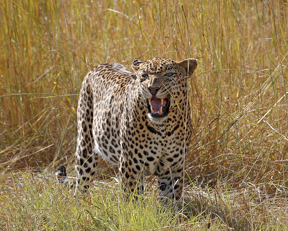 Male leopard (Panthera pardus), Kruger National Park, South Africa, Africa