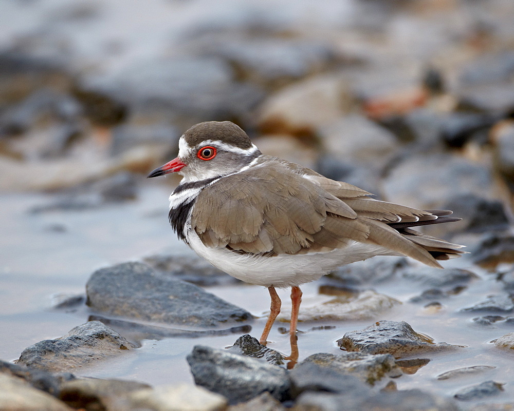 Three-banded plover (Charadrius tricollaris), Kruger National Park, South Africa, Africa