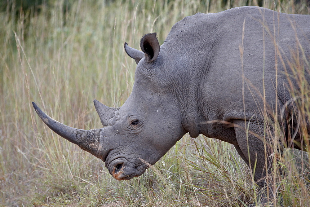 White rhinoceros (Ceratotherium simum), Kruger National Park, South Africa, Africa