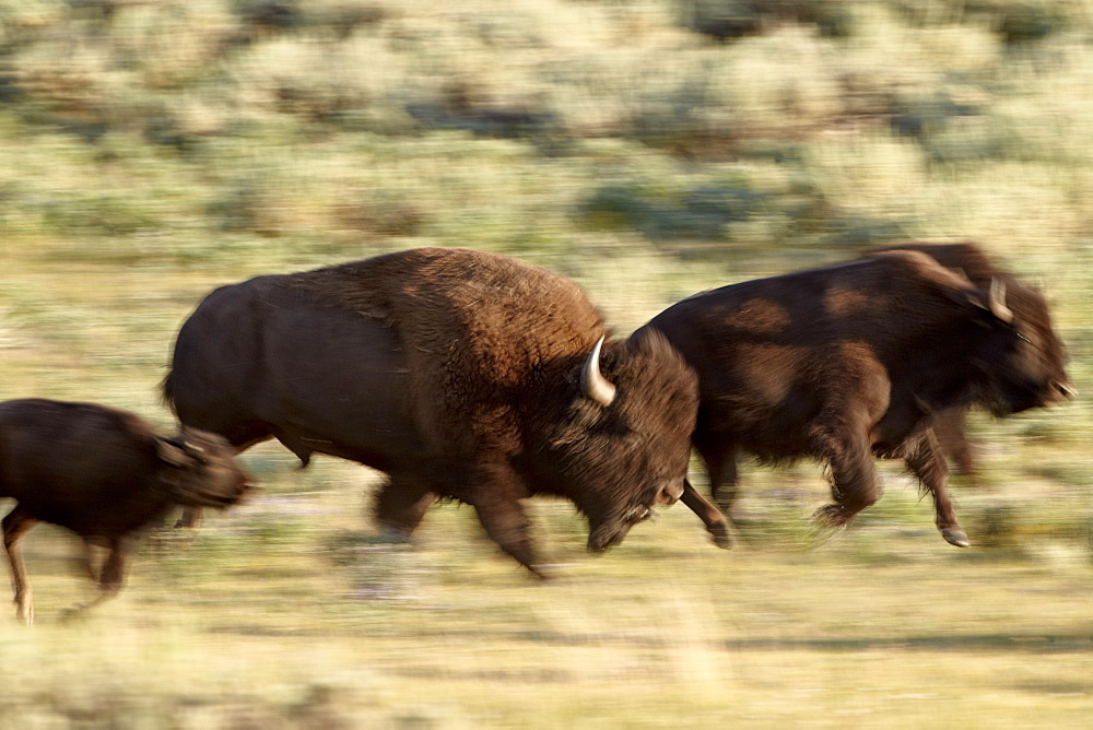 Bison (Bison bison) running, Yellowstone National Park, UNESCO World Heritage Site, Wyoming, United States of America, North America