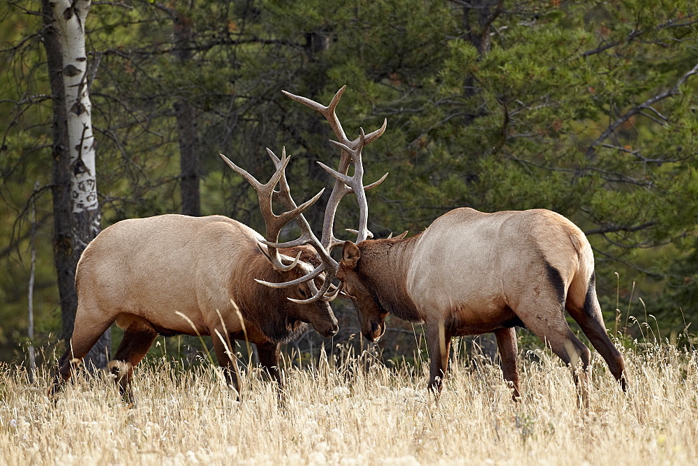 Two bull elk (Cervus canadensis) sparring during the rut, Jasper National Park, UNESCO World Heritage Site, Alberta, Canada, North America