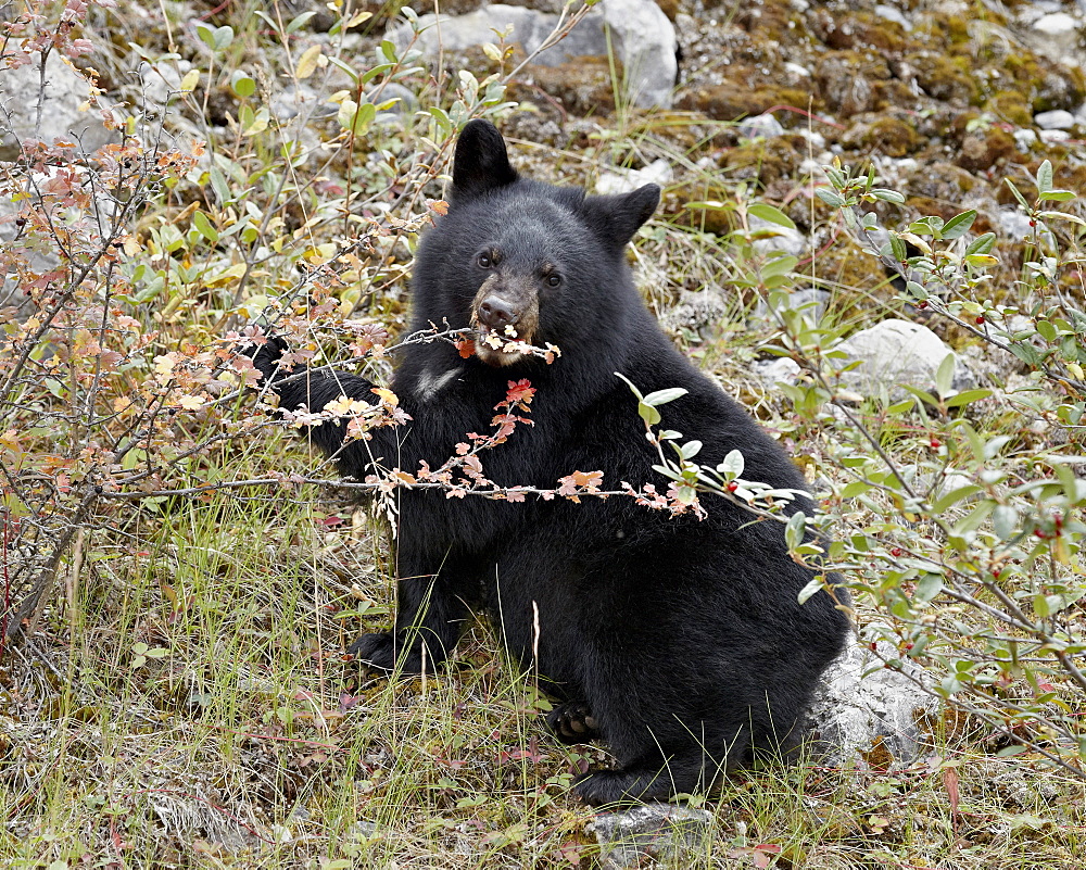 Black bear (Ursus americanus) cub eating Canadian gooseberry berries, Jasper National Park, Alberta, Canada, North America