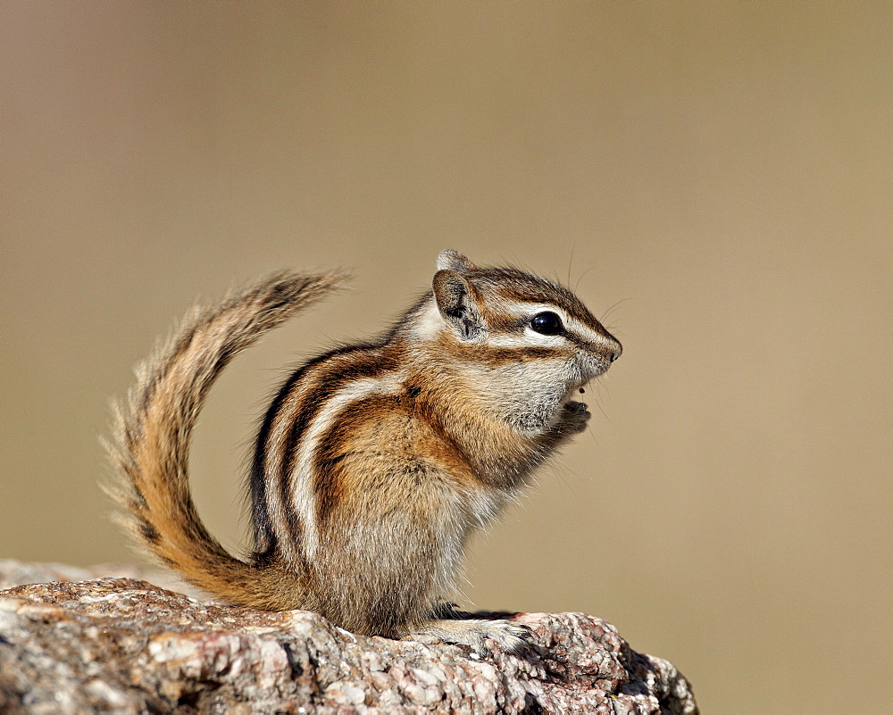 Least chipmunk (Neotamias minimus), Custer State Park, South Dakota, United States of America, North America