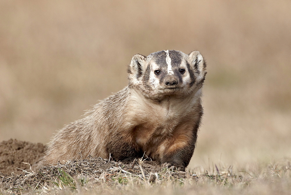 Badger (Taxidea taxus), Custer State Park, South Dakota, United States of America, North America