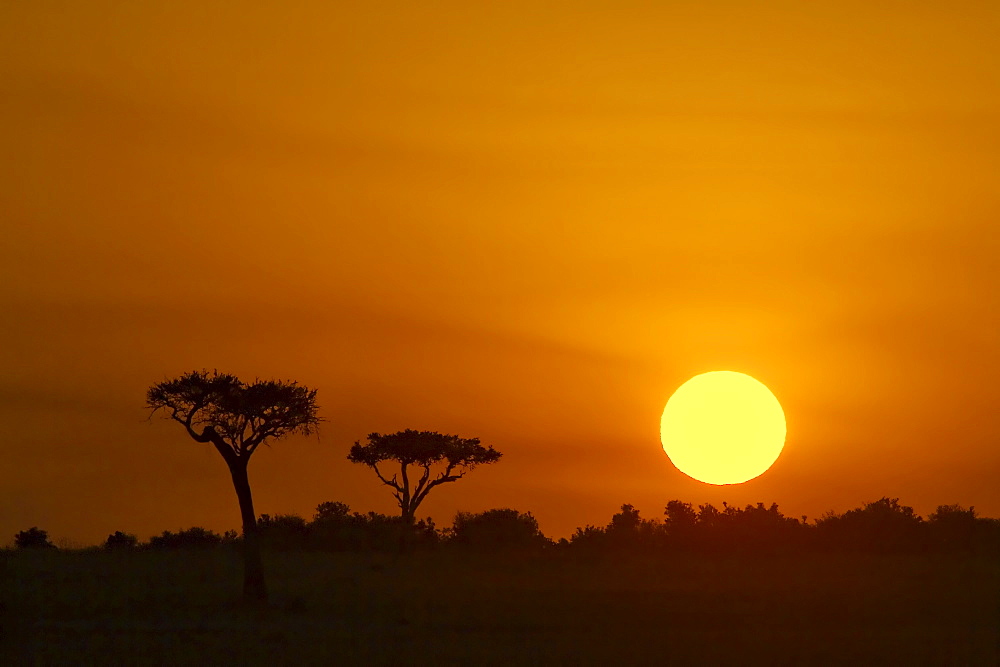 Sunrise, Masai Mara Game Reserve, Kenya, East Africa, Africa