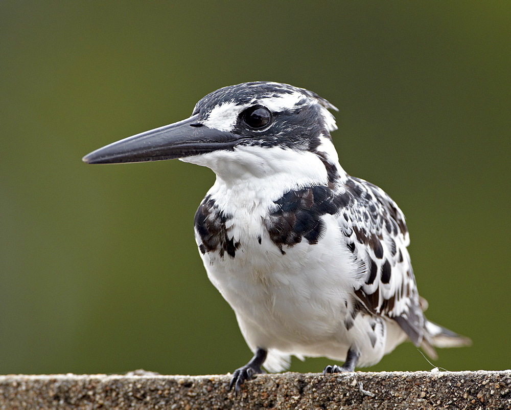 Pied kingfisher (Ceryle rudis), Kruger National Park, South Africa, Africa