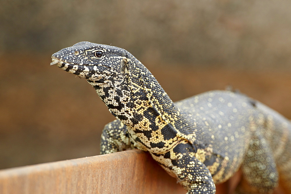 Water monitor (Varanus niloticus), Kruger National Park, South Africa, Africa