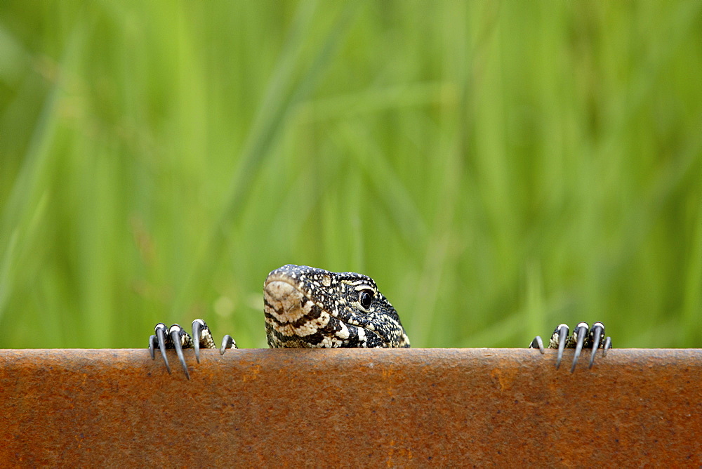 Water monitor (Varanus niloticus) peeking over a bridge, Kruger National Park, South Africa, Africa