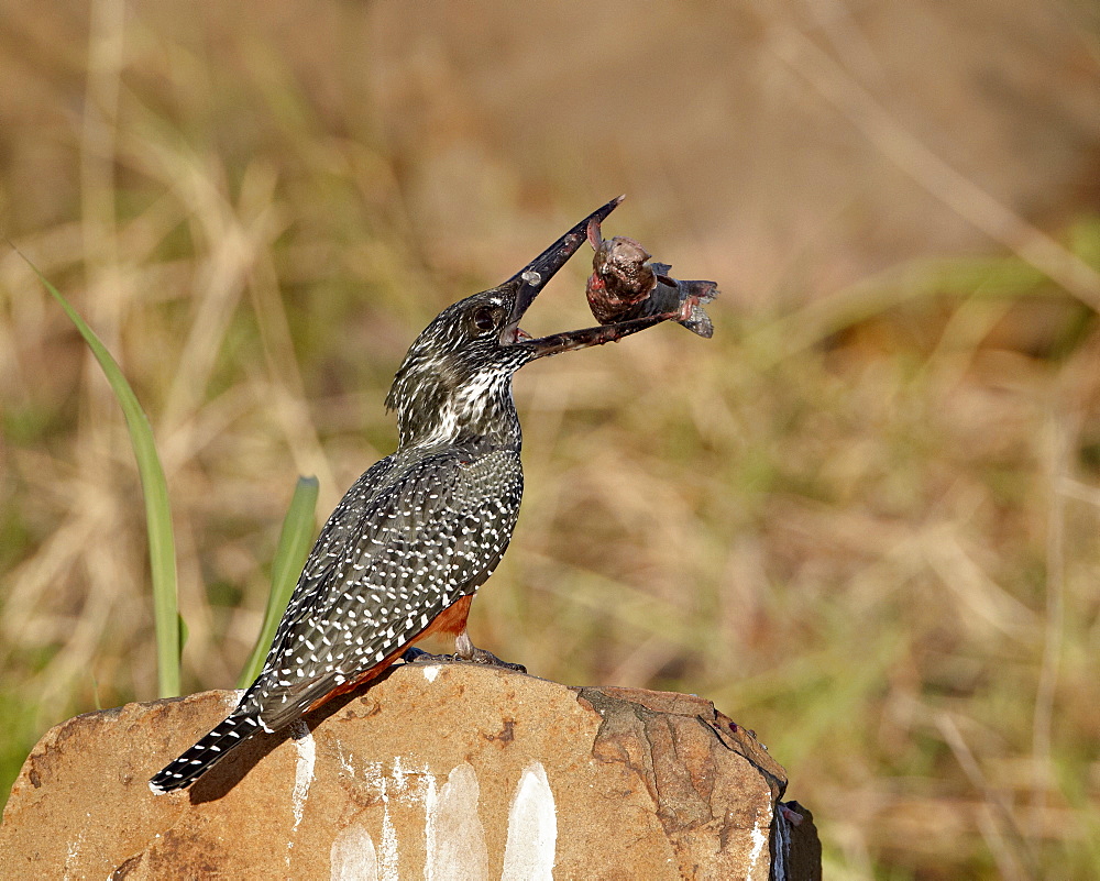 Giant kingfisher (Megaceryle maxima) with a fish, Kruger National Park, South Africa, Africa