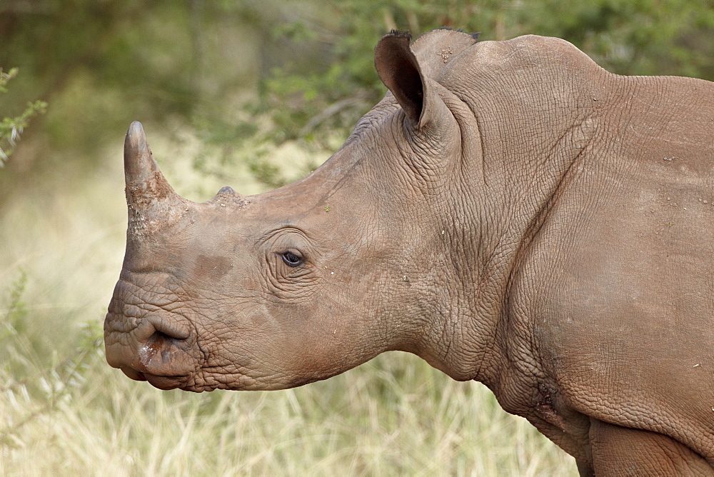 Young white rhinoceros (Ceratotherium simum), Kruger National Park, South Africa, Africa