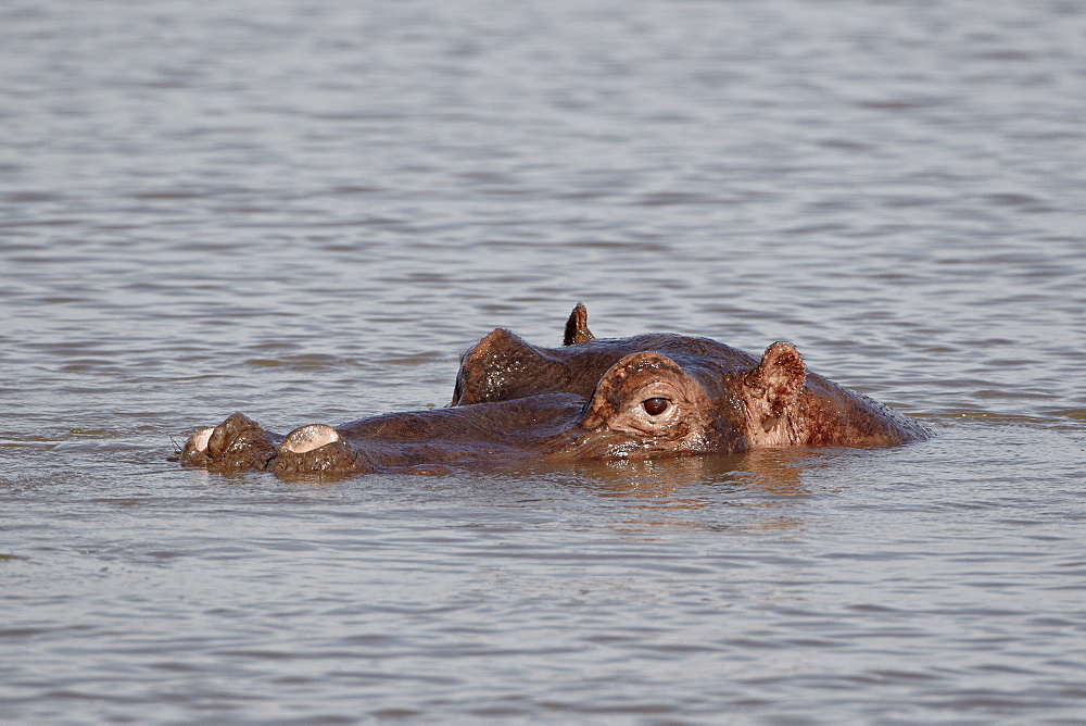 Hippopotamus (Hippopotamus amphibius), Kruger National Park, South Africa, Africa