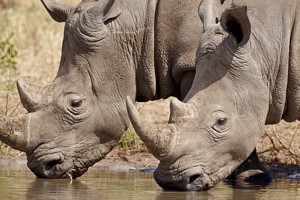 Two white rhinoceros (Ceratotherium simum) drinking, Kruger National Park, South Africa, Africa