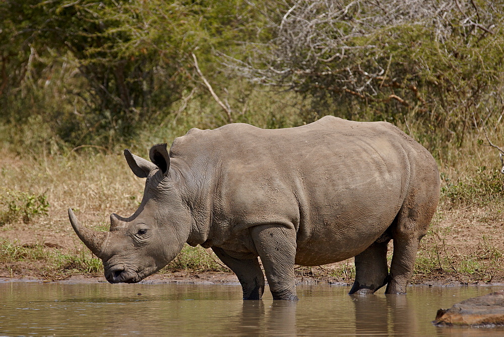 White rhinoceros (Ceratotherium simum), Kruger National Park, South Africa, Africa