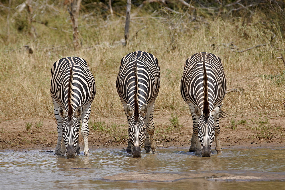 Three Chapman's zebra (Plains Zebra) (Equus burchelli antiquorum) drinking, Kruger National Park, South Africa, Africa