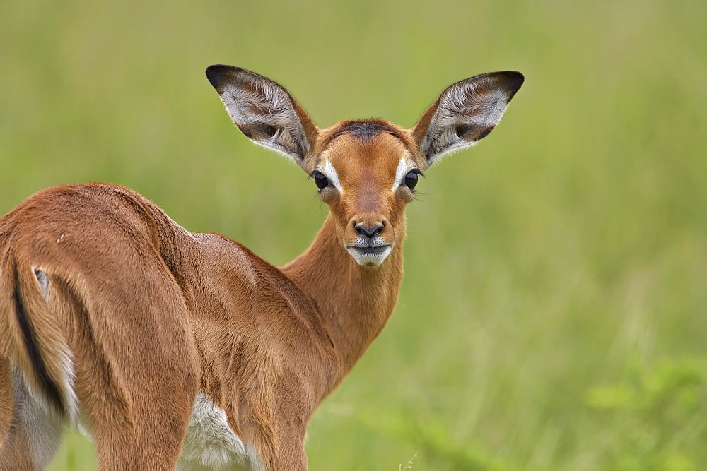 Young impala (Aepyceros melampus) looking at the camera, Addo Elephant National Park, South Africa, Africa