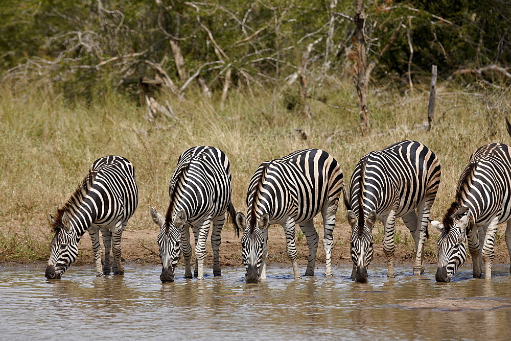 Five Chapman's zebra (Plains Zebra) (Equus burchelli antiquorum) drinking, Kruger National Park, South Africa, Africa